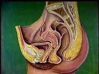 Anatomia tratto riproduttivo femminile