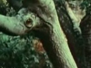 Cô gái trẻ fucked bởi Bigfoot